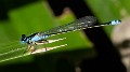 Ischnura heterosticta male-3